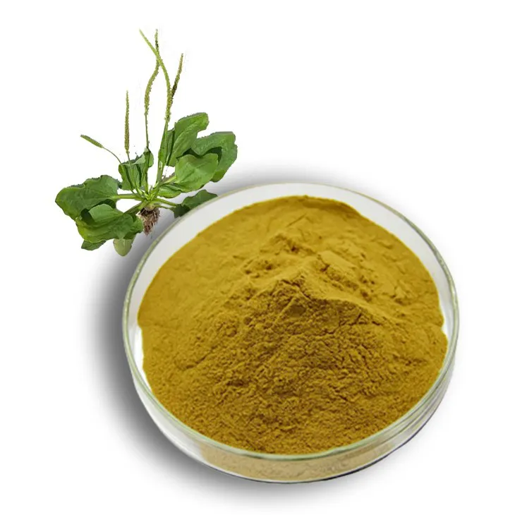 What is plantain extract？