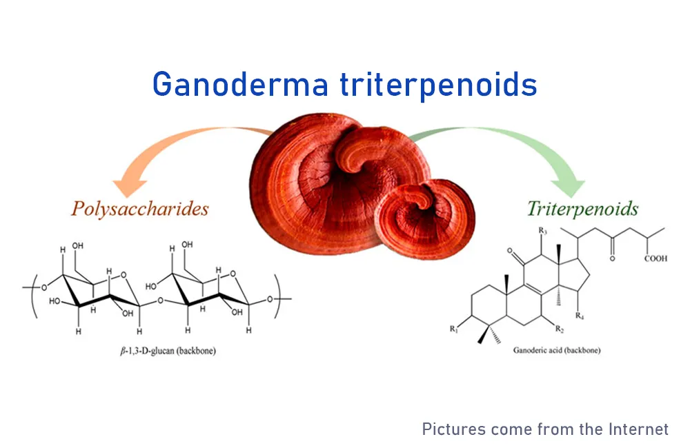 The magical effects of Ganoderma lucidum triterpenoids