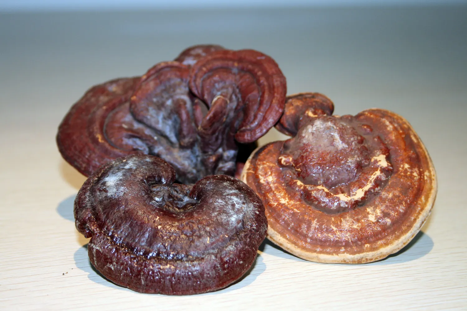 Boost your health: Discover the health benefits of Ganoderma lucidum extract
