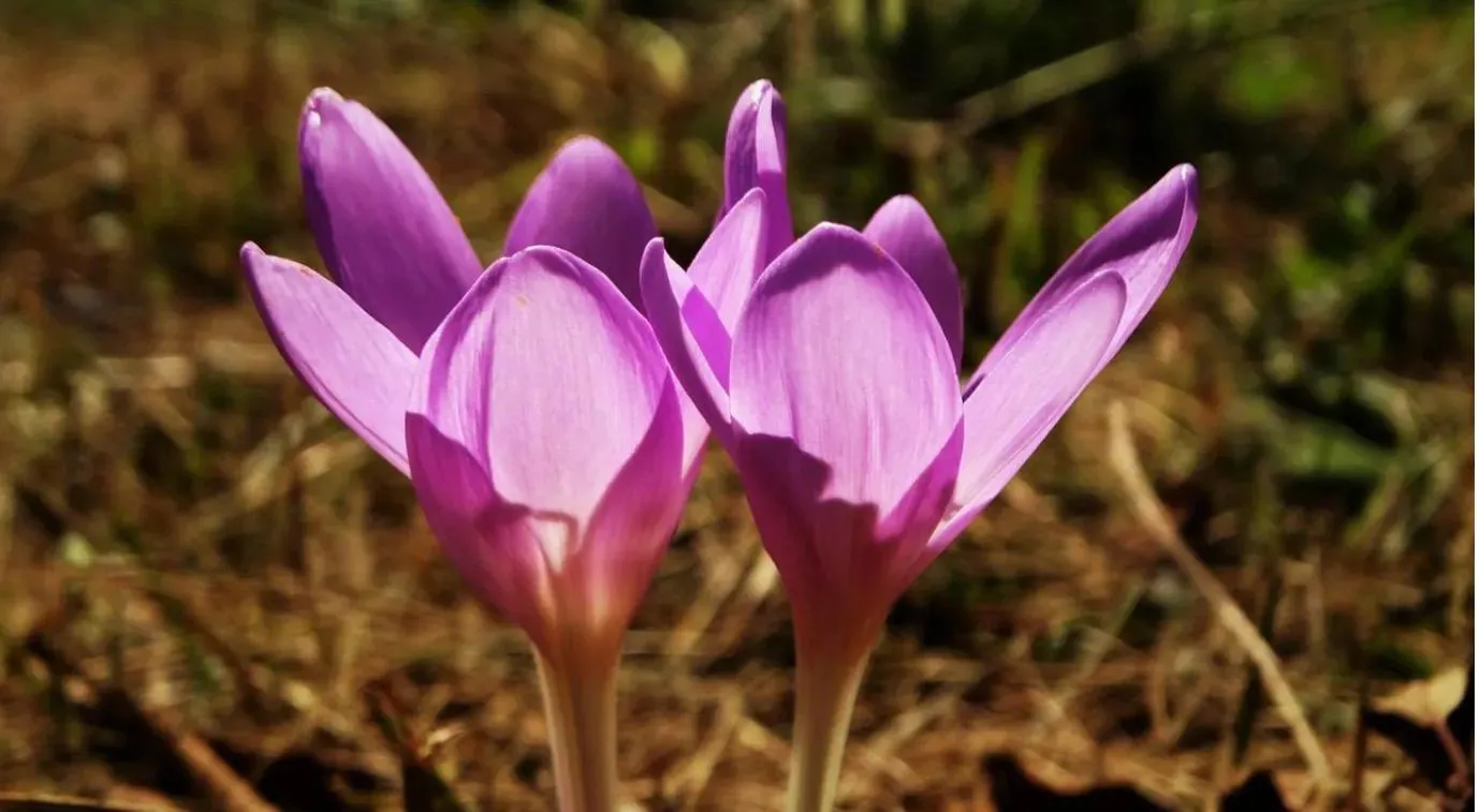 saffron extract saffron extract