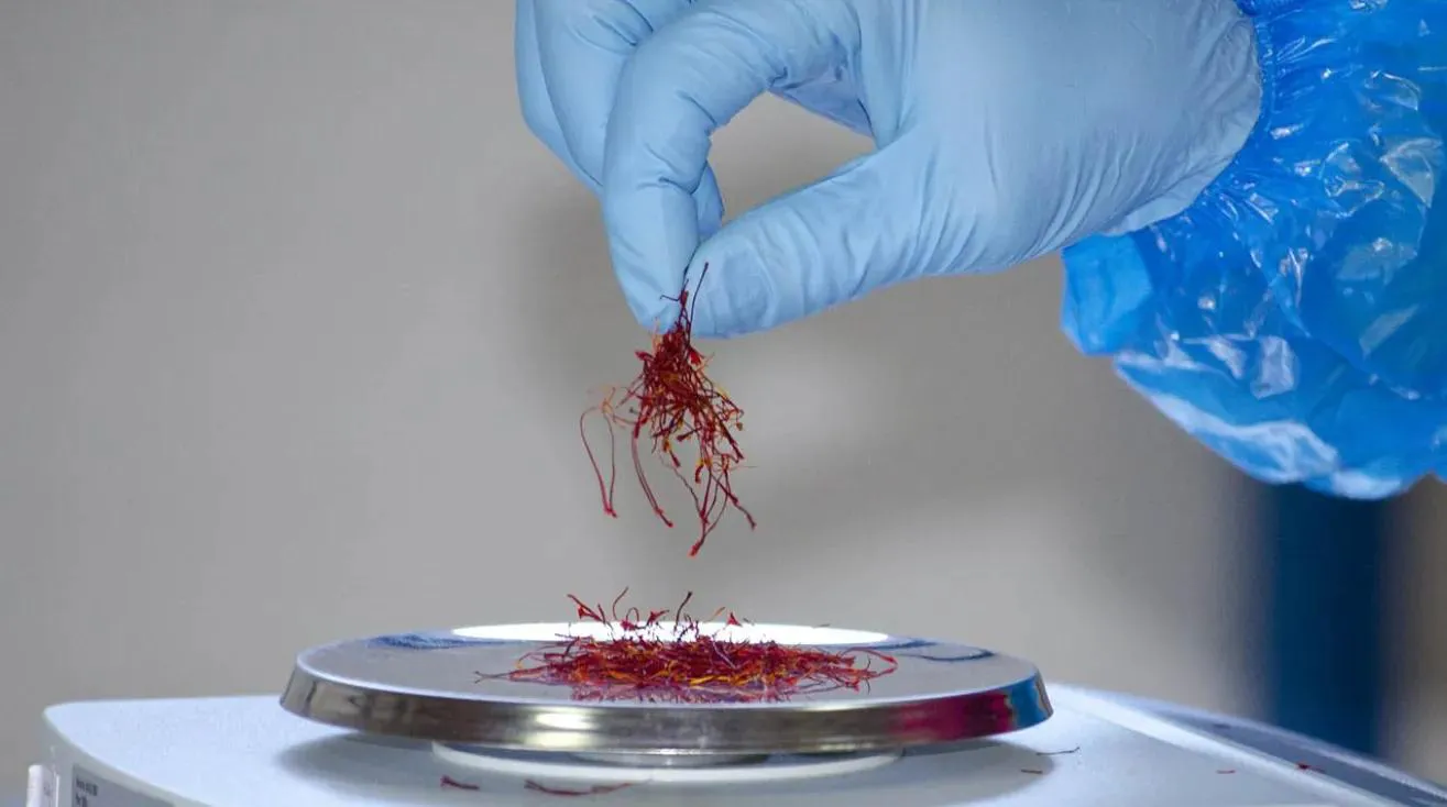 saffron extract saffron extract
