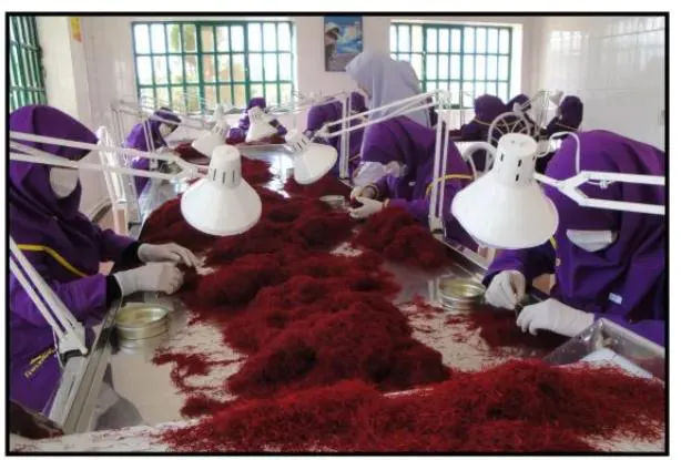 saffron extrac saffron extrac