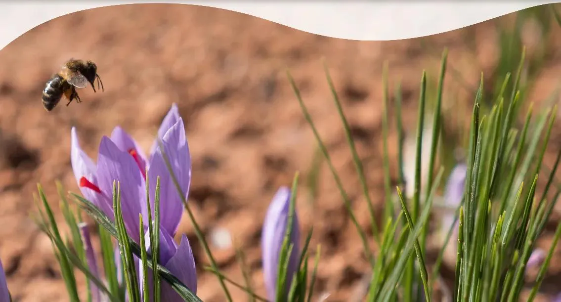 saffron extract saffron extract