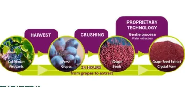 Grape seed extract powder Grape seed extract powder