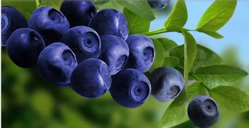 Meiherb Biotech Co., Ltd. Meiherb Biotech Co., Ltd.