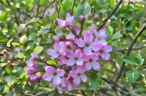 clove-5.png clove-5.png